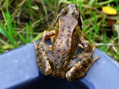 Tiere im Garten 001.jpg