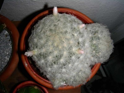 mammillaria_plumosa_bluete_04-11-08.jpg