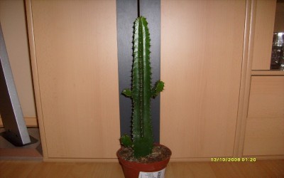 Euphorbia_erythraeae_04.11.2008_1200x750.JPG