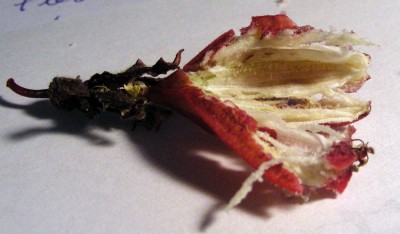 unreifer Samen w.jpg