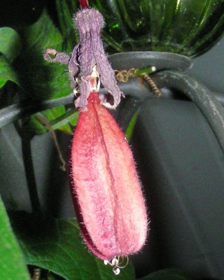 Hematite-Kapsel w.jpg