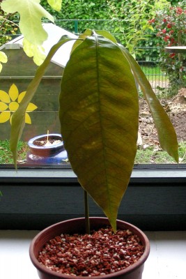 Mango hebt die Blätter w.jpg