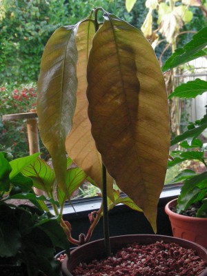 Mango - umgetopft w.jpg