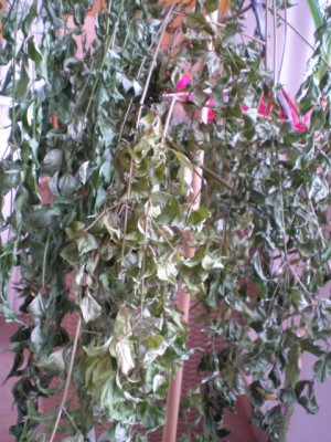 PB050037.JPG