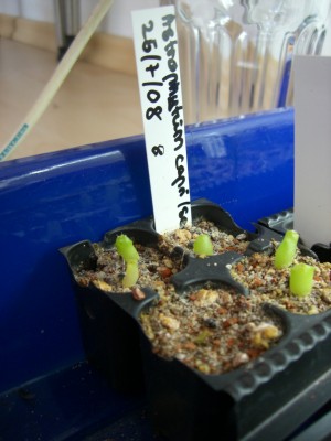 Astrophytum capricorne senile 05.11.2008 - 1.jpg