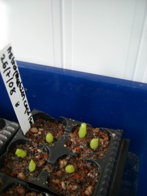 Astrophytum capricorne senile 05.10.2008.jpg