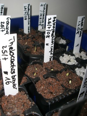 Astrophytum capricorne senile 29.07.2008.jpg