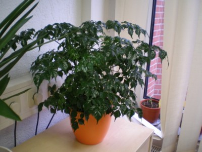 PB050044.JPG