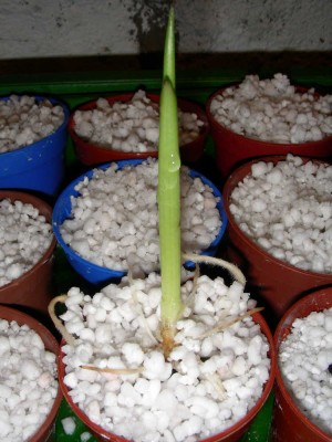 ensete_ventricosum_05-11-08_2.jpg