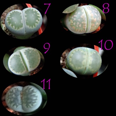 LithopsBestimmung2 Kopie.jpg