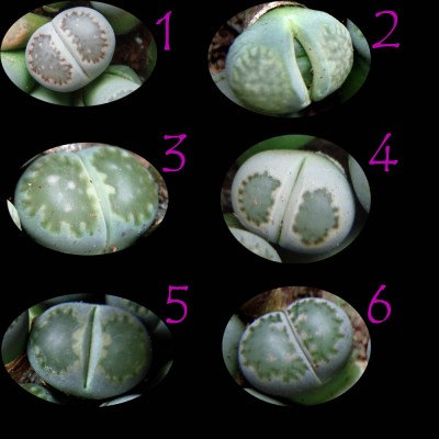 LithopsBestimmung Kopie.jpg