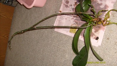 S7300805.JPG