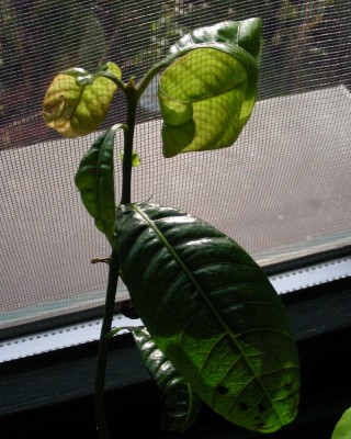 Krüppel-Mango w.jpg