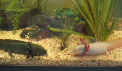 IMG_1734 Axolotl.jpg