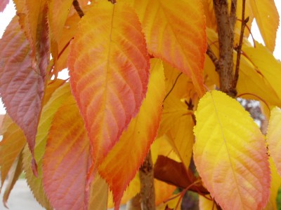 Herbstblätter.JPG