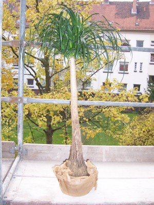 100_4616.JPG