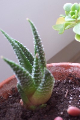 100_3550.JPG