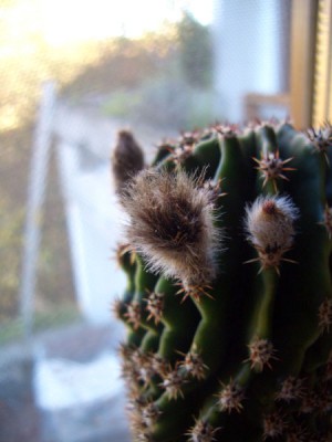 echi_knospen.jpg