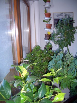 fenster.jpg