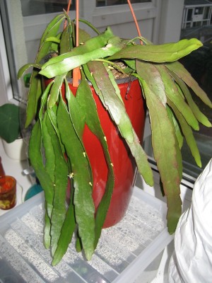 rhipsalis ganz.JPG