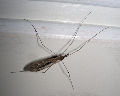 Besuch am PC w.jpg