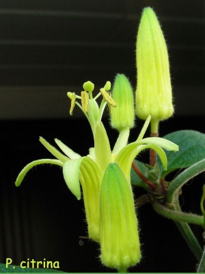 Citrinablüten 1 w.jpg