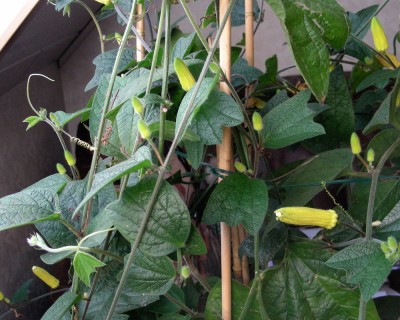 Citrina - voller Knospen w.jpg