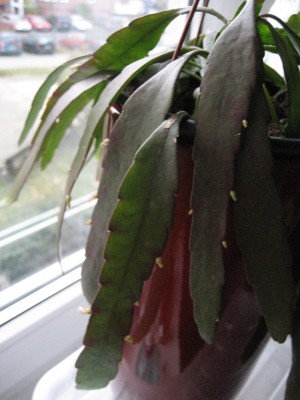 rhipsalis.JPG