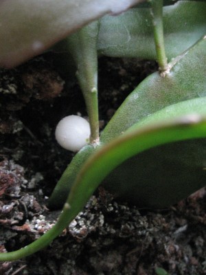 rhipsalis frucht.JPG
