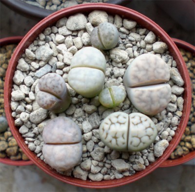 schwantesiitopf03b.jpg