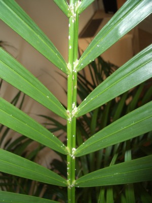 IMGP7310.JPG