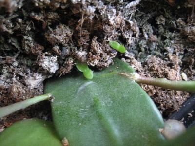 rhipsalis keimlinge.JPG
