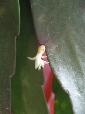 rhipsalis blüte.JPG