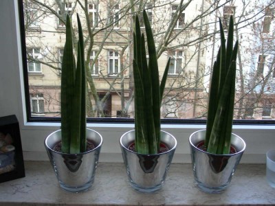 Sansevieria_cylindrica.jpg