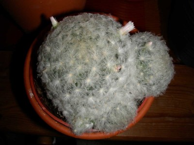 mammillaria_plumosa_bluete_08-11-08.jpg