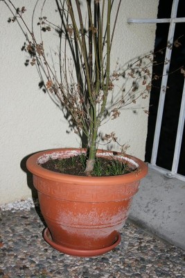 IMG_8007.JPG