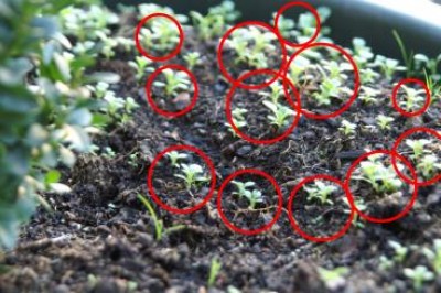 Buxus_Schaedling_2.jpg