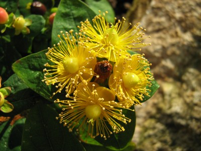 Hypercium inodorum_Magical Beauty.JPG