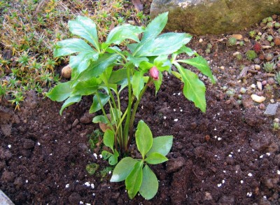 Frühlingschristrose _Helleborus orientalis.JPG
