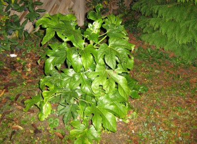 Zimmeraralie_Fatsia japonica.JPG