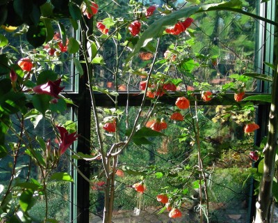 Blüten ohne Ende w.jpg
