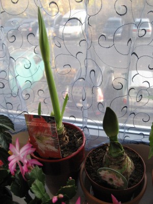 amaryllis neu.JPG
