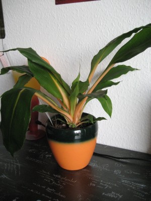 green orange.JPG