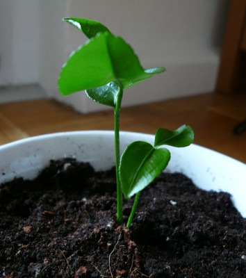 Grape_2, 09_11_08.jpg