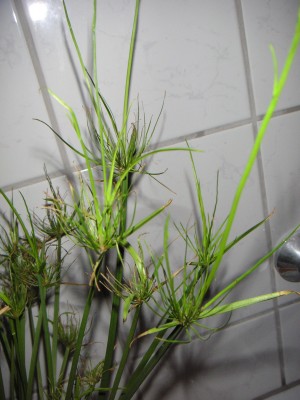PICT0088.JPG