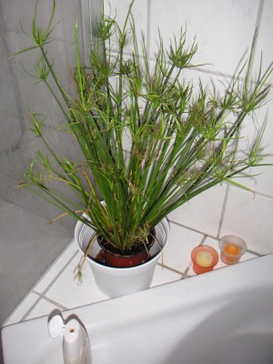 PICT0087.JPG