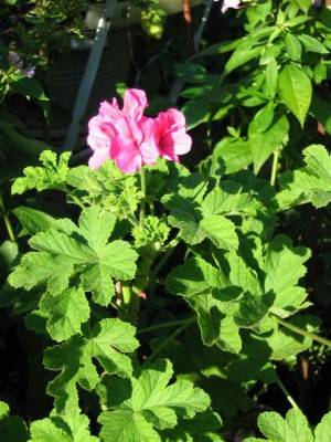 Größenänderung IMG_2537.JPG