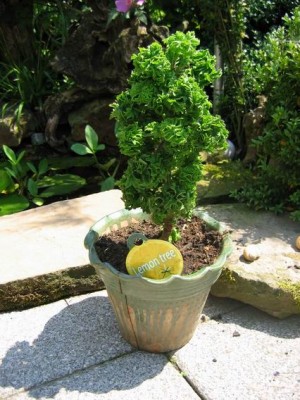 Größenänderung IMG_2185.JPG