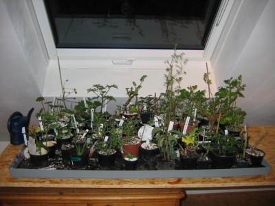 Größenänderung IMG_2760.JPG