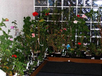 Größenänderung Wiederbelichtung von IMG_2756.JPG